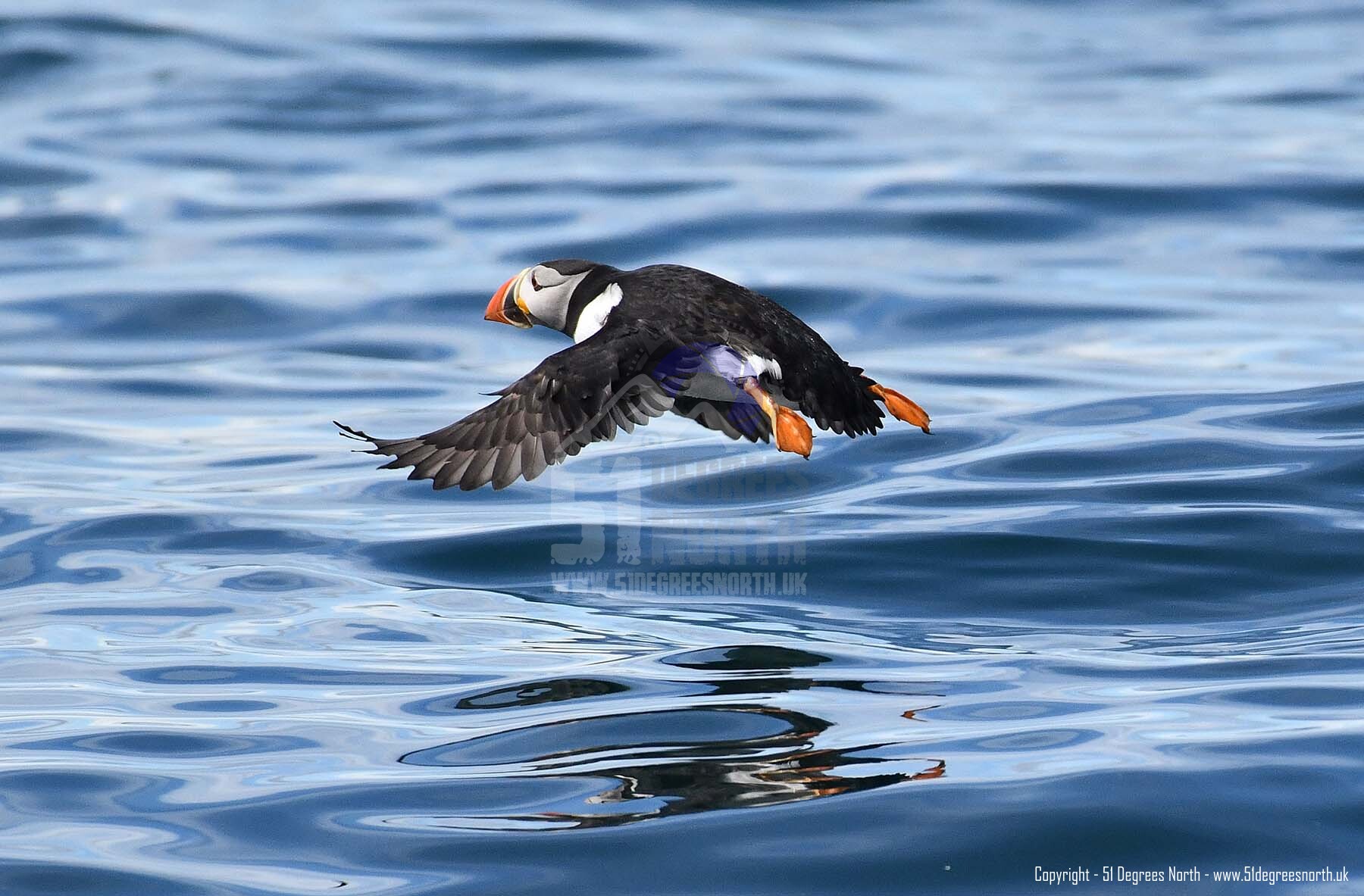 Farne Islands, Northumbria