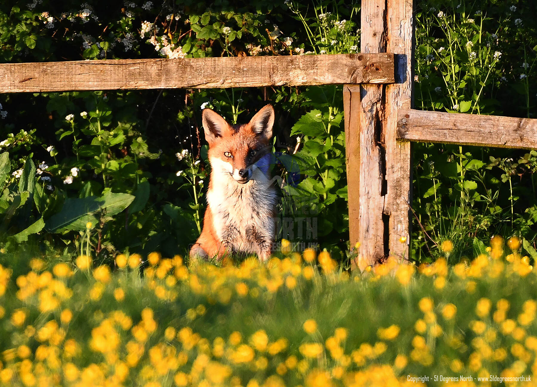 Cotswolds Fox, Gloucestershire