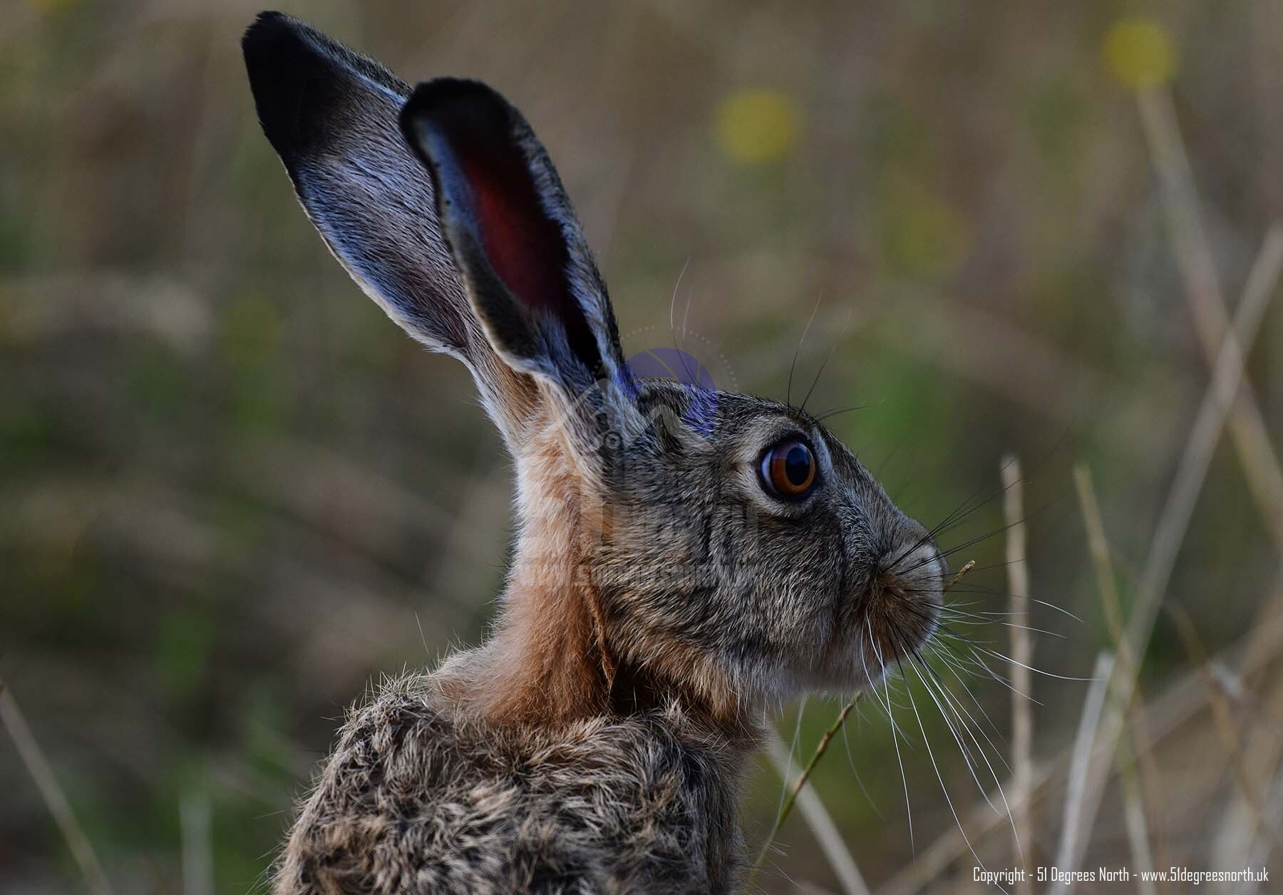 Cotswold Hare, Gloucestershire