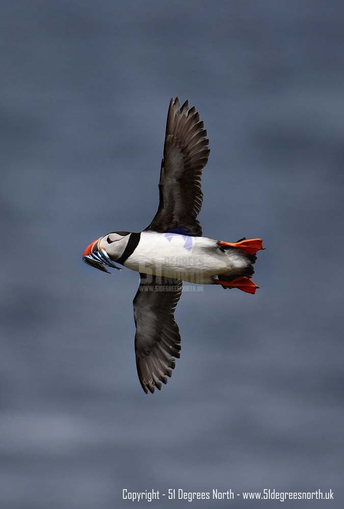Farne Islands, Northumbria