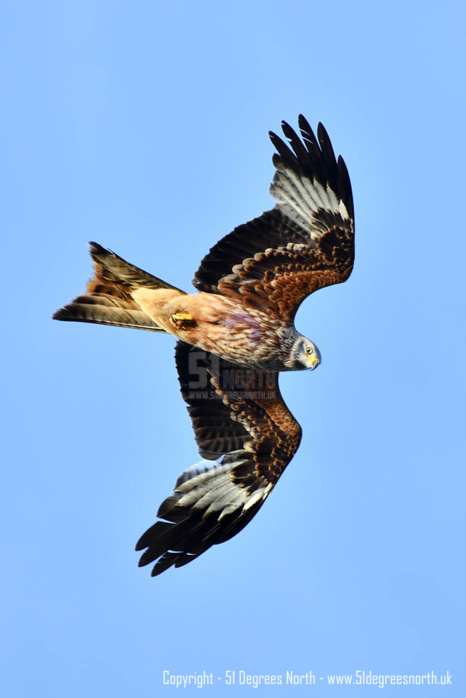 Red Kite, Gloucestershire