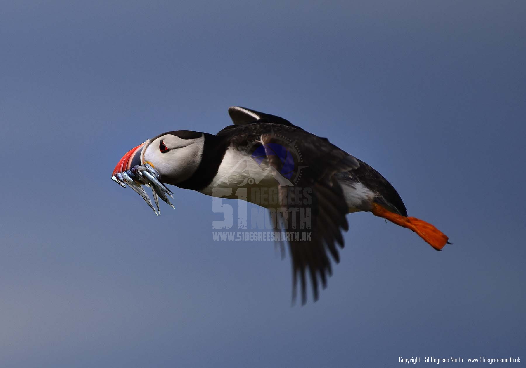 Farne Islands, Northumbria