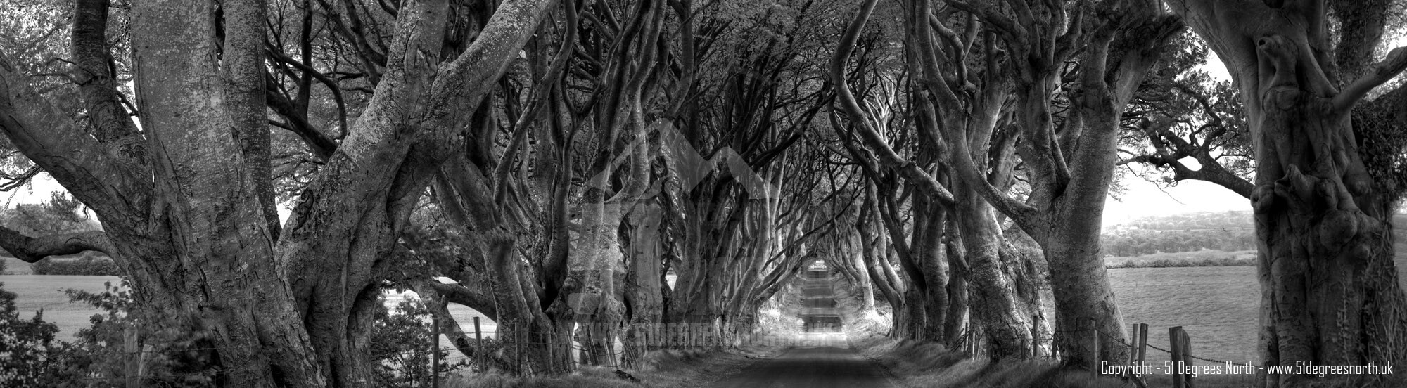 The Dark Hedges, Co Antrim
