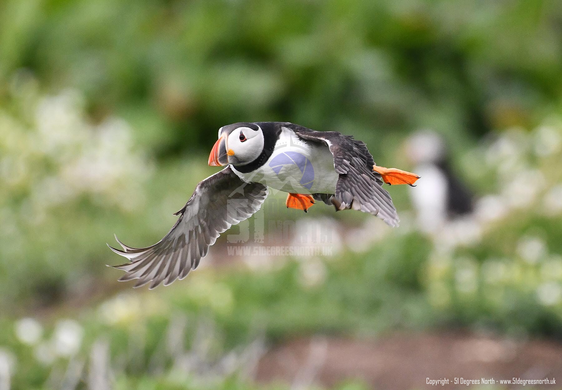 Farne Islands, Northumbria
