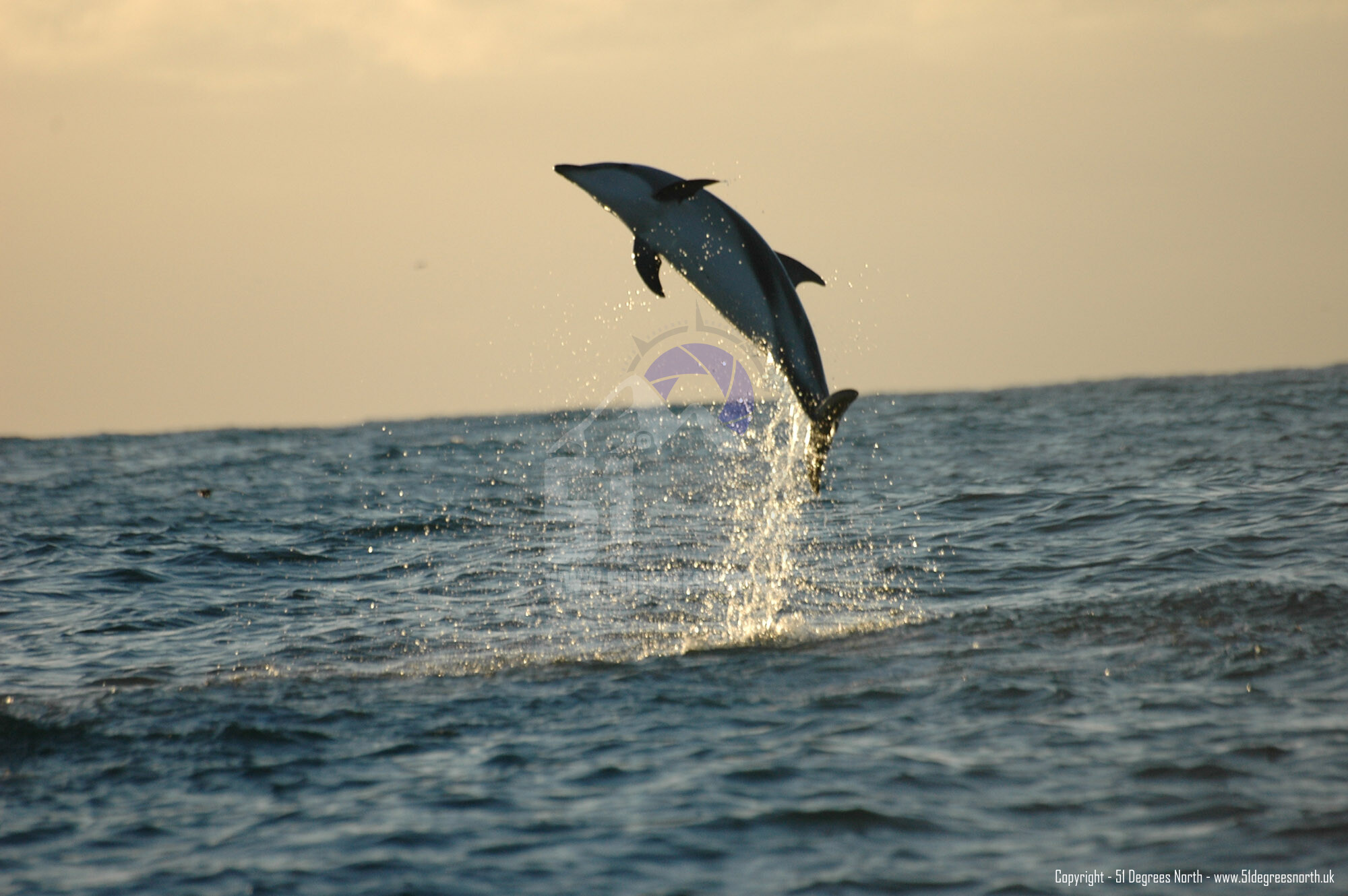 Kaikora, New Zealand