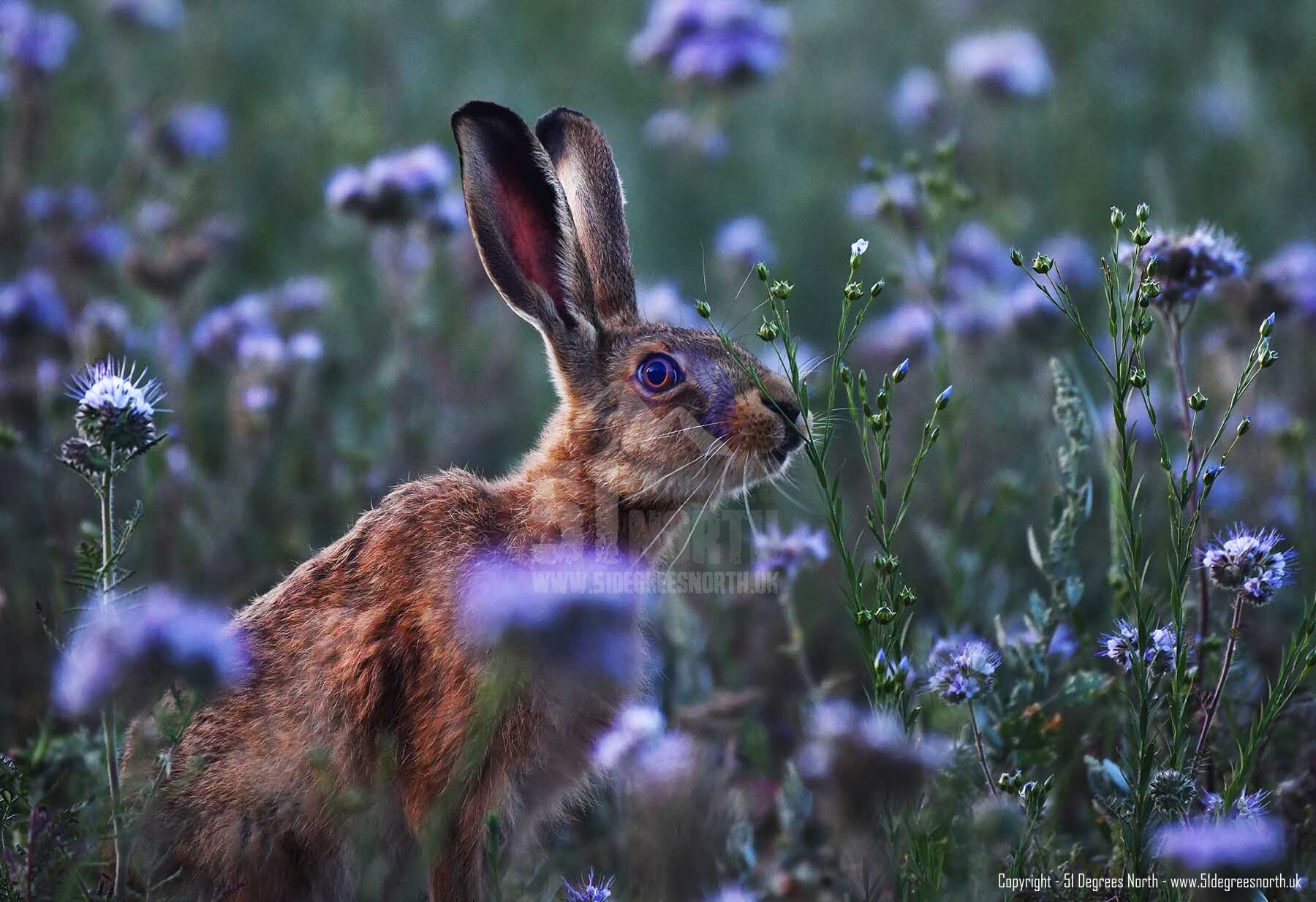 Cotswold Hare, Gloucestershire