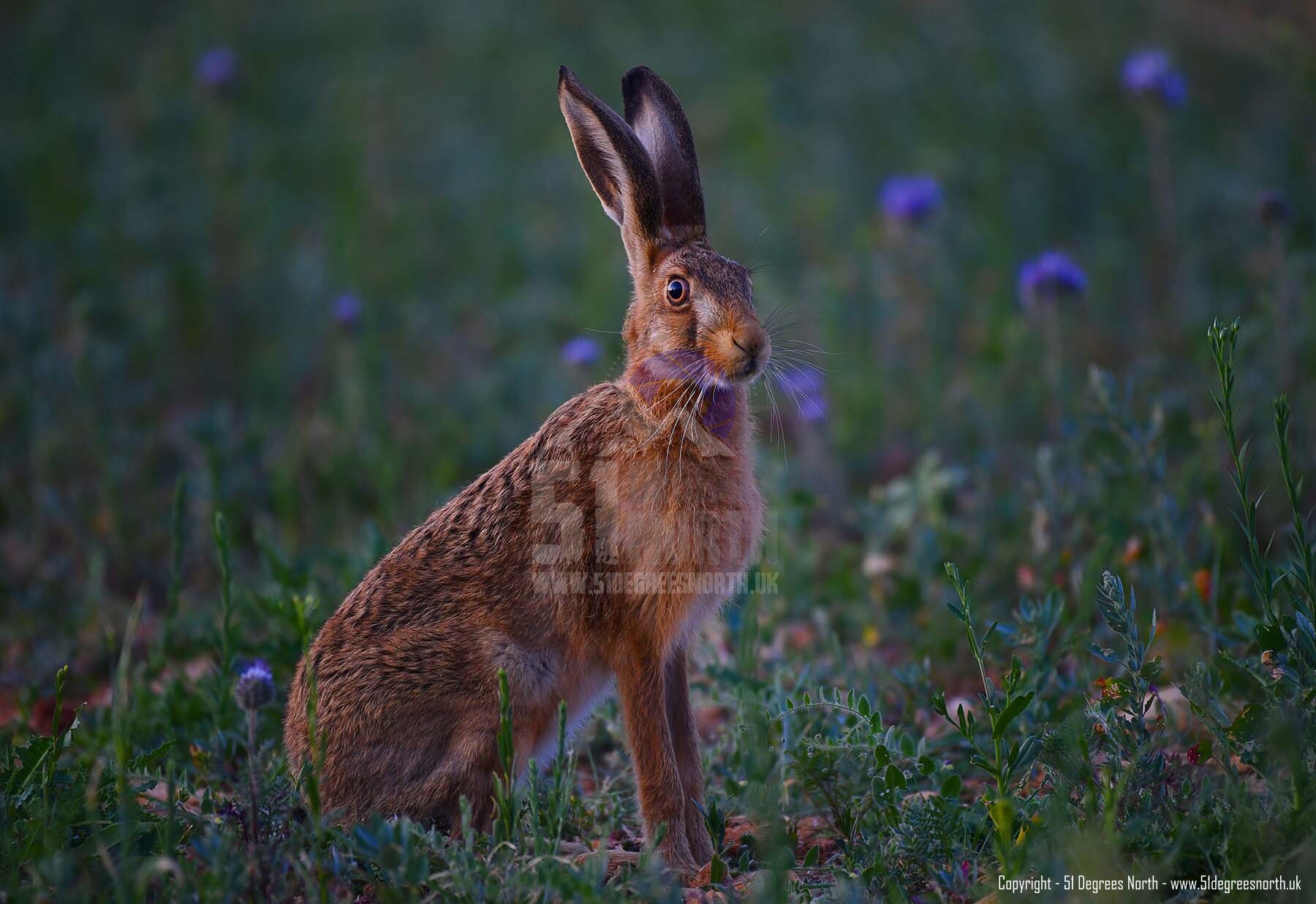 Cotswold Hare, Gloucestershire