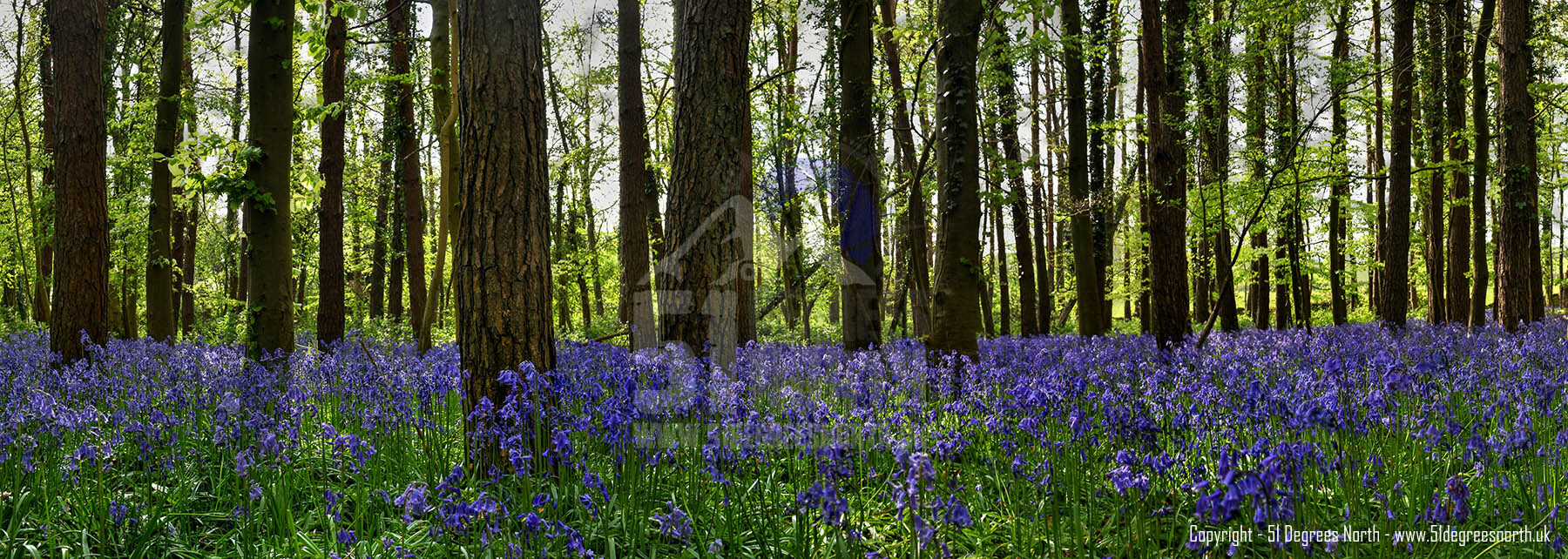 Bibury Woods
