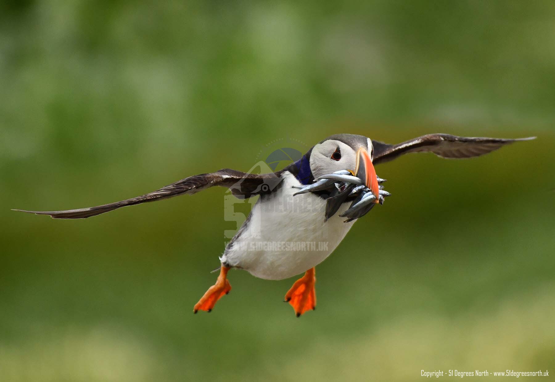 Farne Islands, Northumbria