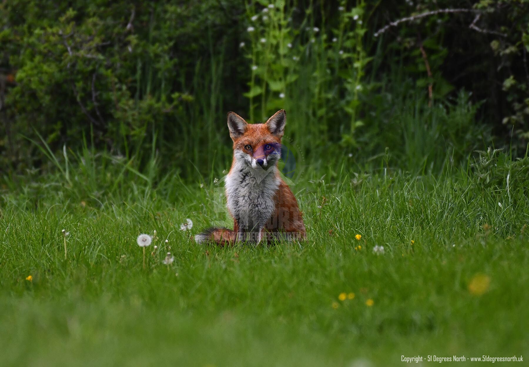 Cotswolds Fox, Gloucestershire
